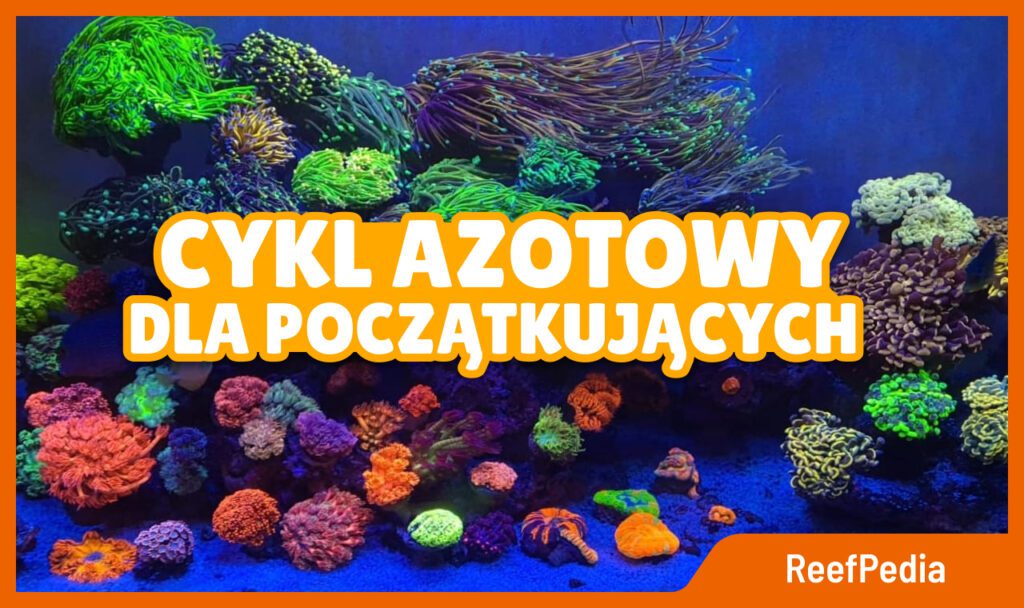 Cykl azotowy dla początkujących akwarium morskie ReefPedia