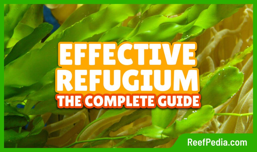 Refugium