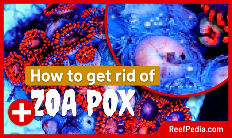 zoa pox 2