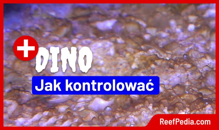 dino akwarium morskie