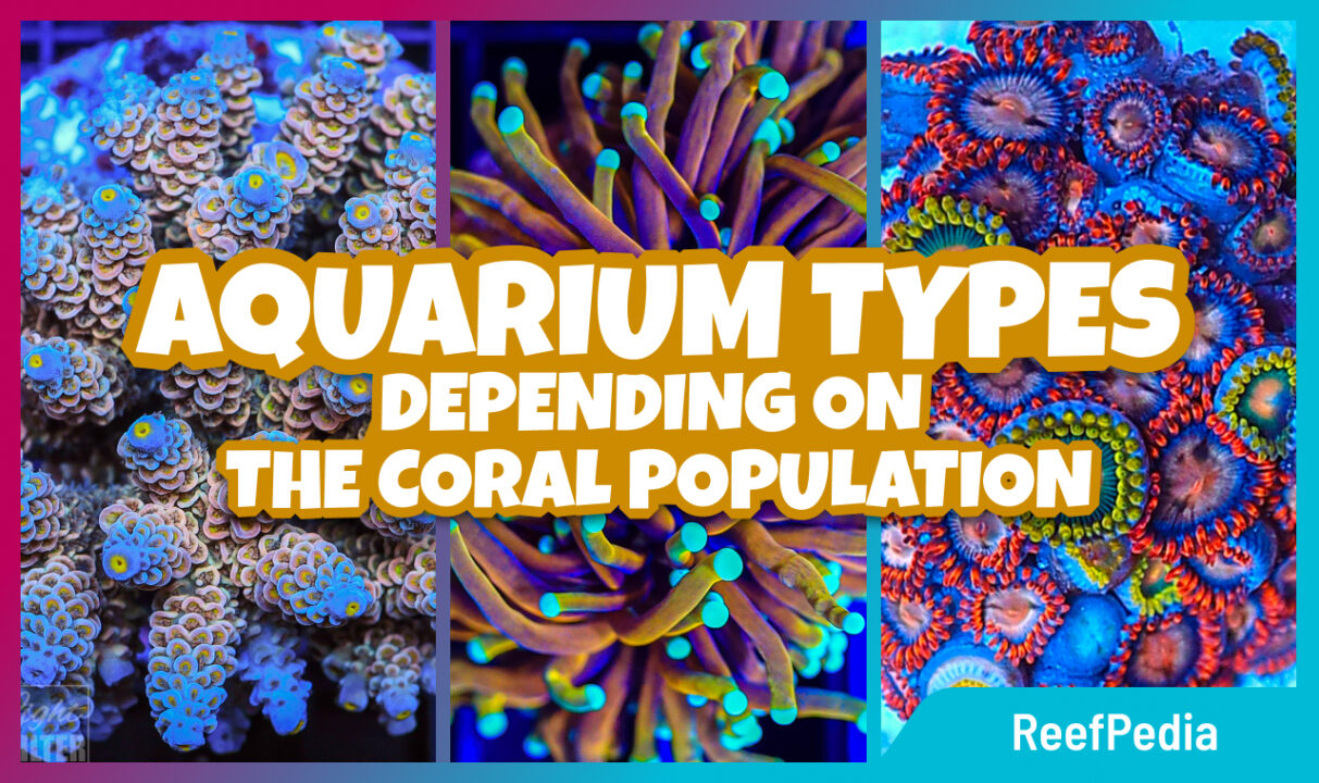 Types of aquarium depending on the coral population - Reef Pedia