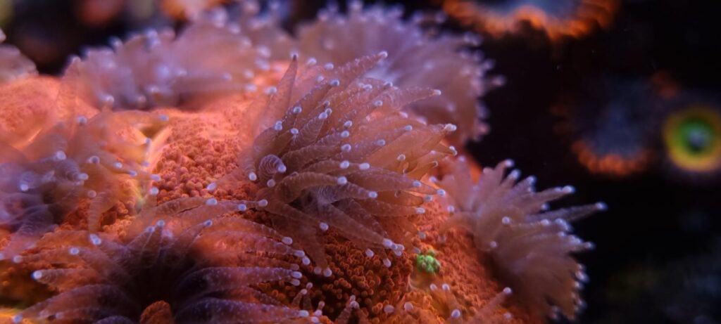 coral polyps