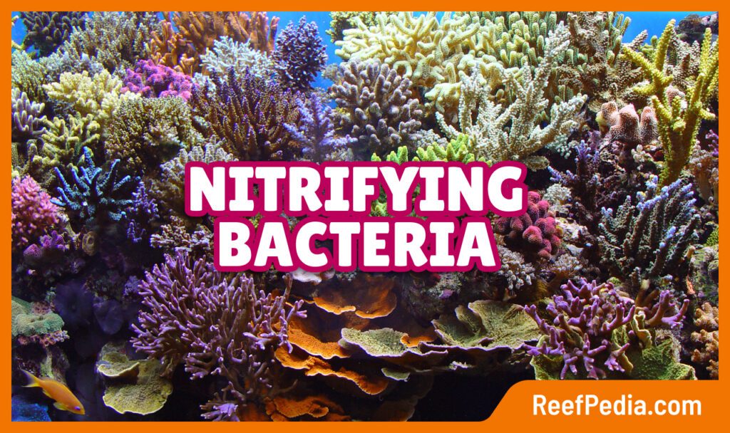 Nitrifying bacteria