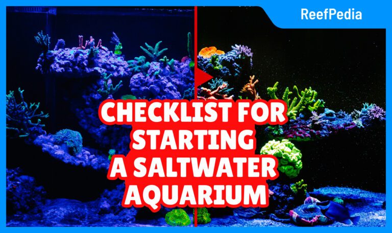 Setting up a marine aquarium - What equipment do you need?