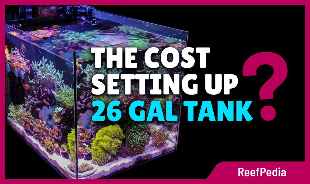 Cost Of Setting Up An Aquarium: Budget-Friendly Tips