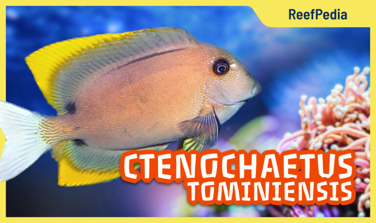 Ctenochaetus tominiensis: tomini tang reefpedia