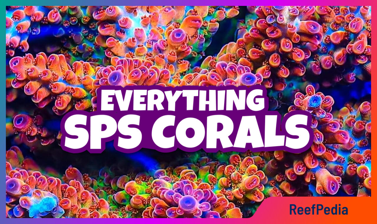 SPS corals - banner