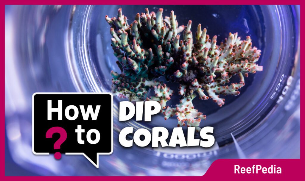 How To Dip Corals Before Placing Them In The Tank Reef Pedia