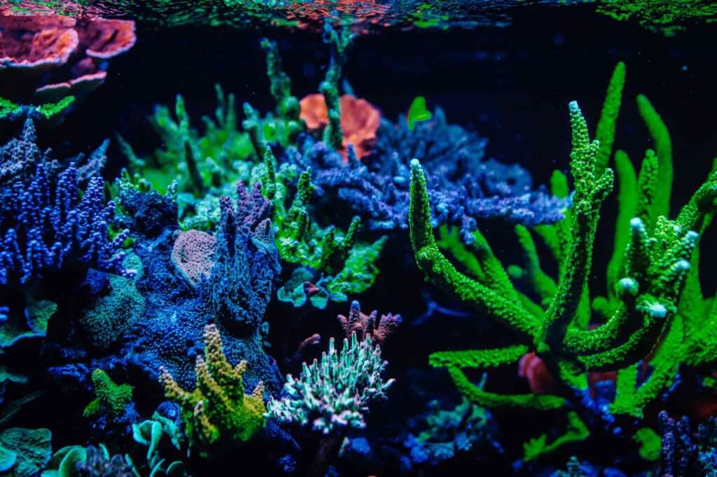 SPS corals in the marine aquarium - Acroporas and other corals