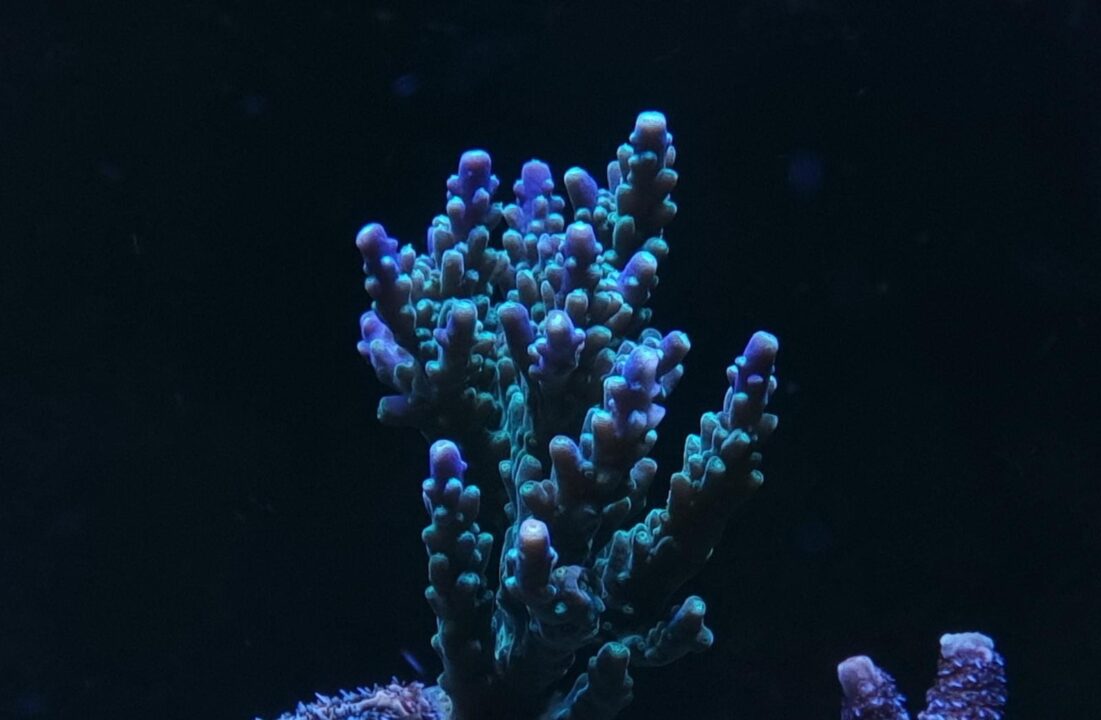 Acropora corals – everything you need to know - Reef Pedia