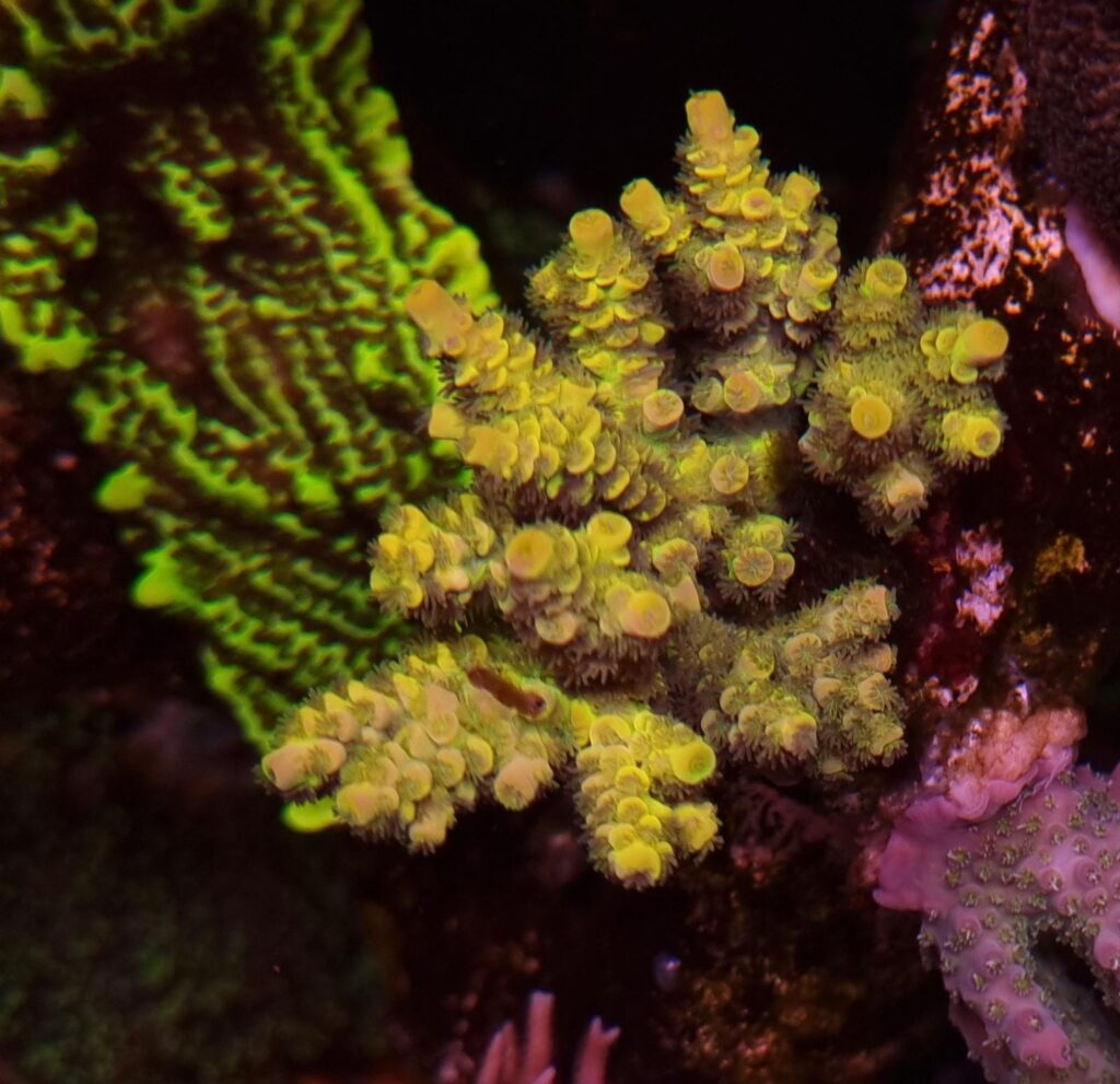 Acropora Coral: Indo Pacific - Sps - Coral