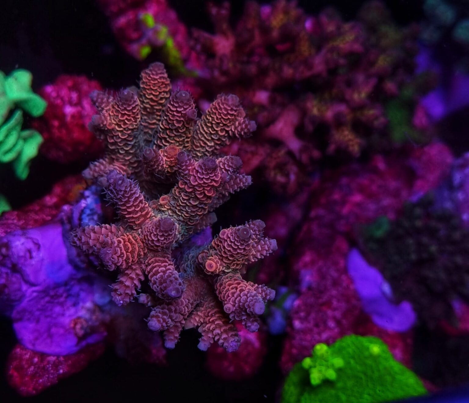 All about: Acropora Corals - Reef Pedia