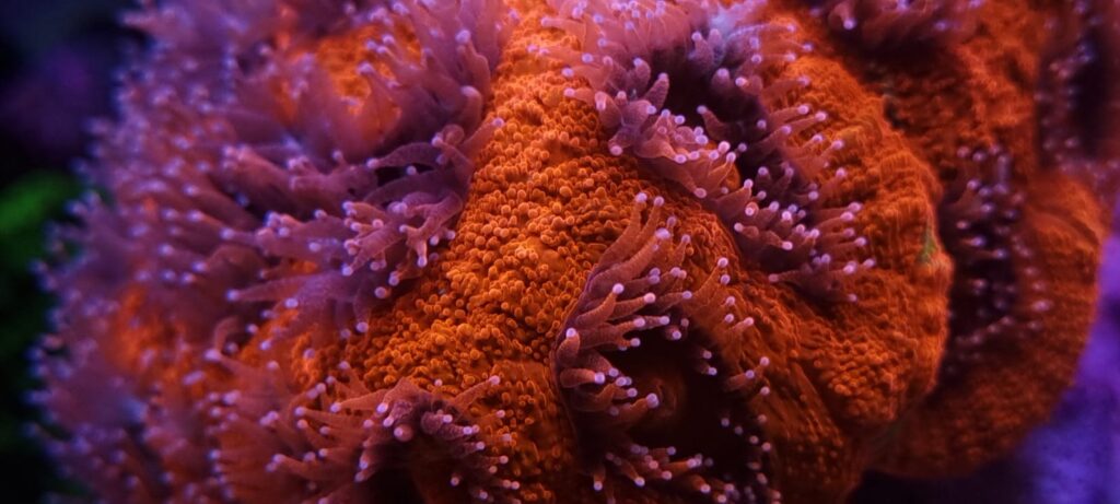 Corals feeding