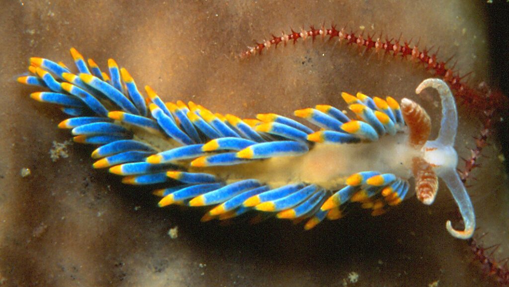 Nudibranchs