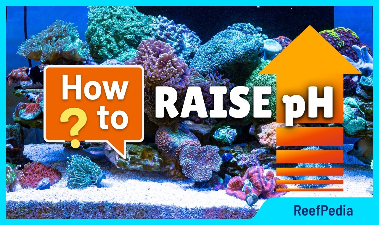 Aquarium pH: How to Safely Adjust pH