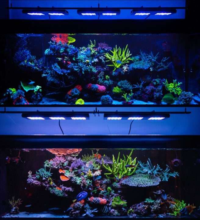 Coral Growth and Heterotrophic Feeding in aquariums