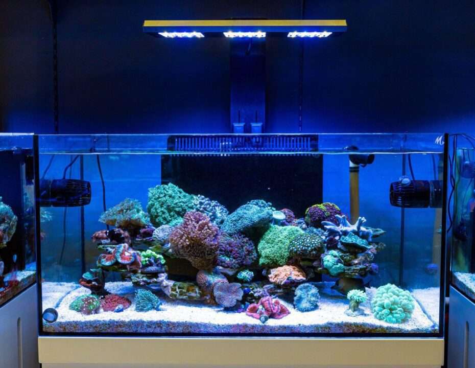 Light in the marine aquarium - LED lighting