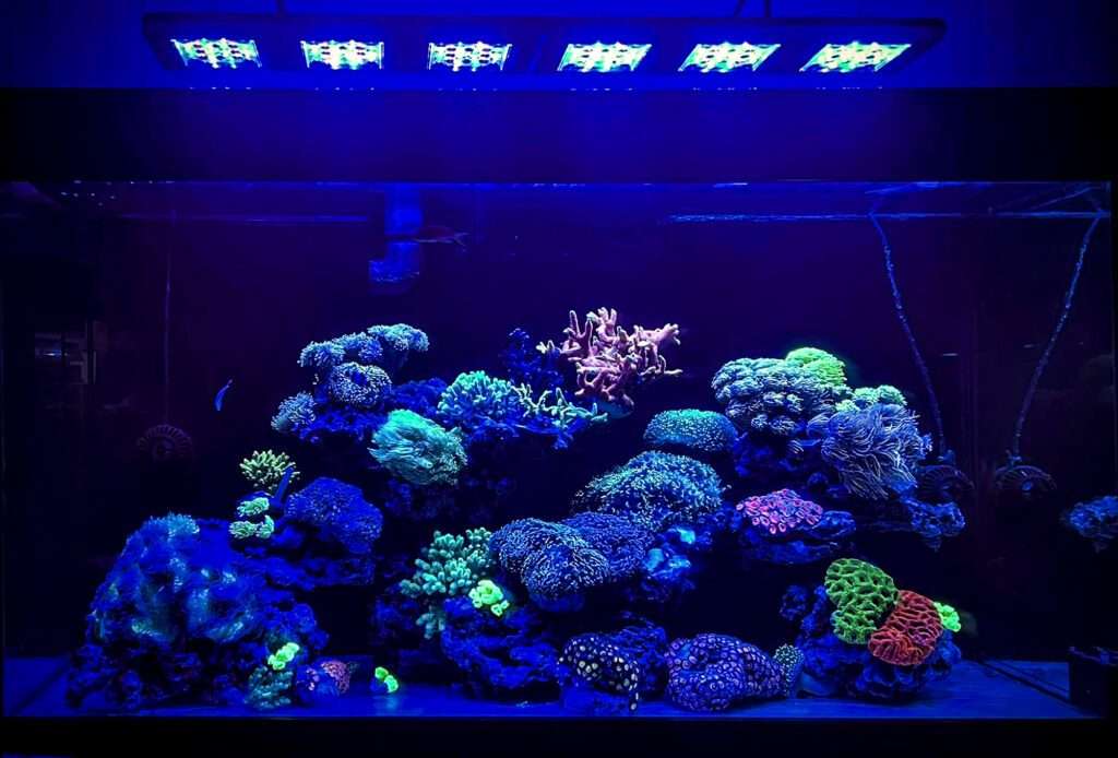 LIght in the marine aquarium with Reef Flare