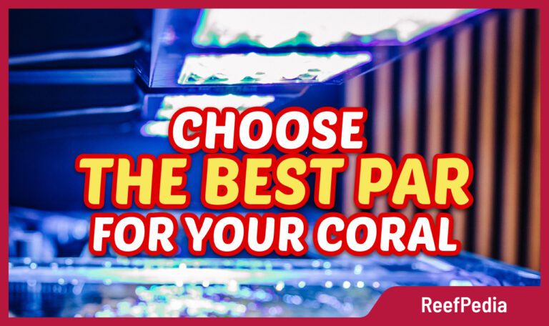 The best PAR for coral - banner