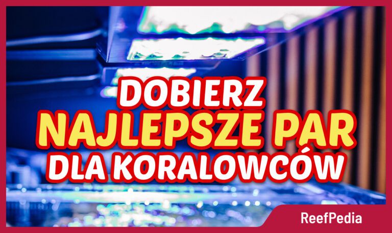 Najlepsze PAR dla koralowca - baner