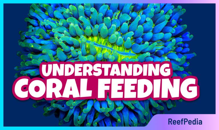 Obtaining food by corals - BANNER