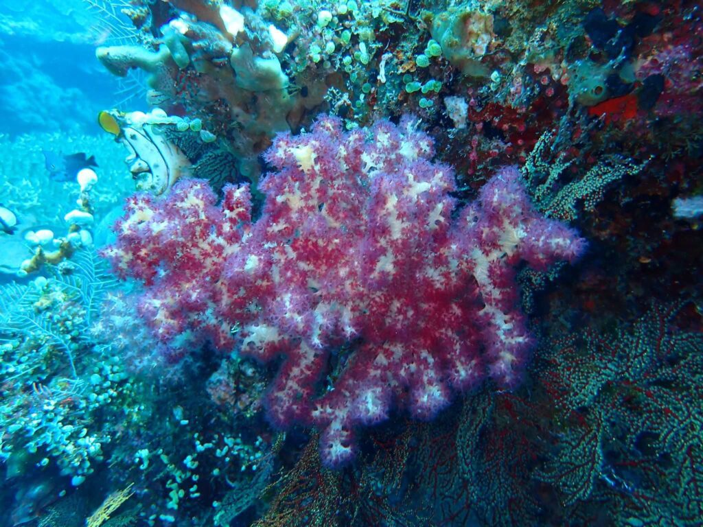 Filtering in NPS corals