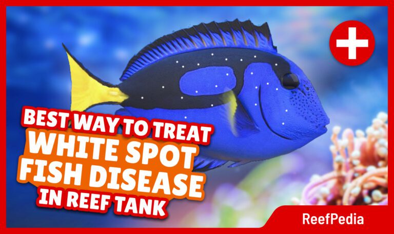 bes tway to treat white spot fish disease in reef tank reefpedia