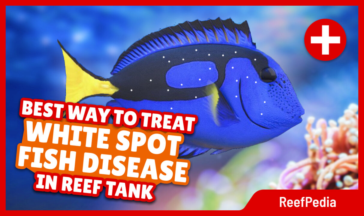 Best way to treat white spot fish disease in reef tank reefpedia