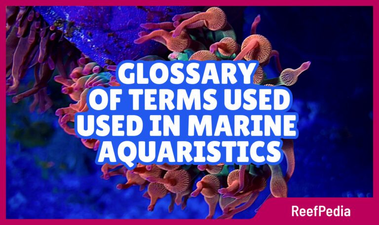 Glossary of terms used in marine aquaristics reefpedia