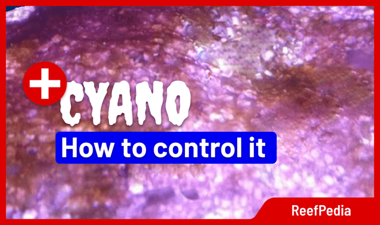 How to control Cyano