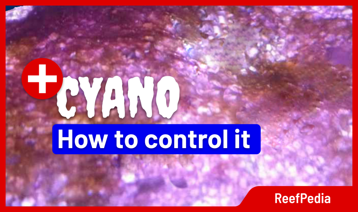 How to control Cyano