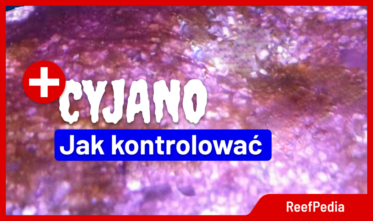 Jak kontrolować rozwój Cyjanobakterii