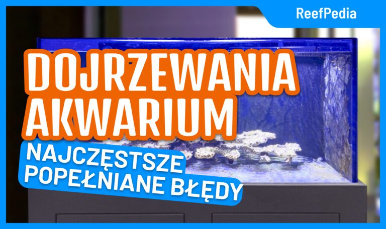 Dojrzewanie Akwarium: Najczęstsze błędy na początku przygody z akwarystyką morską