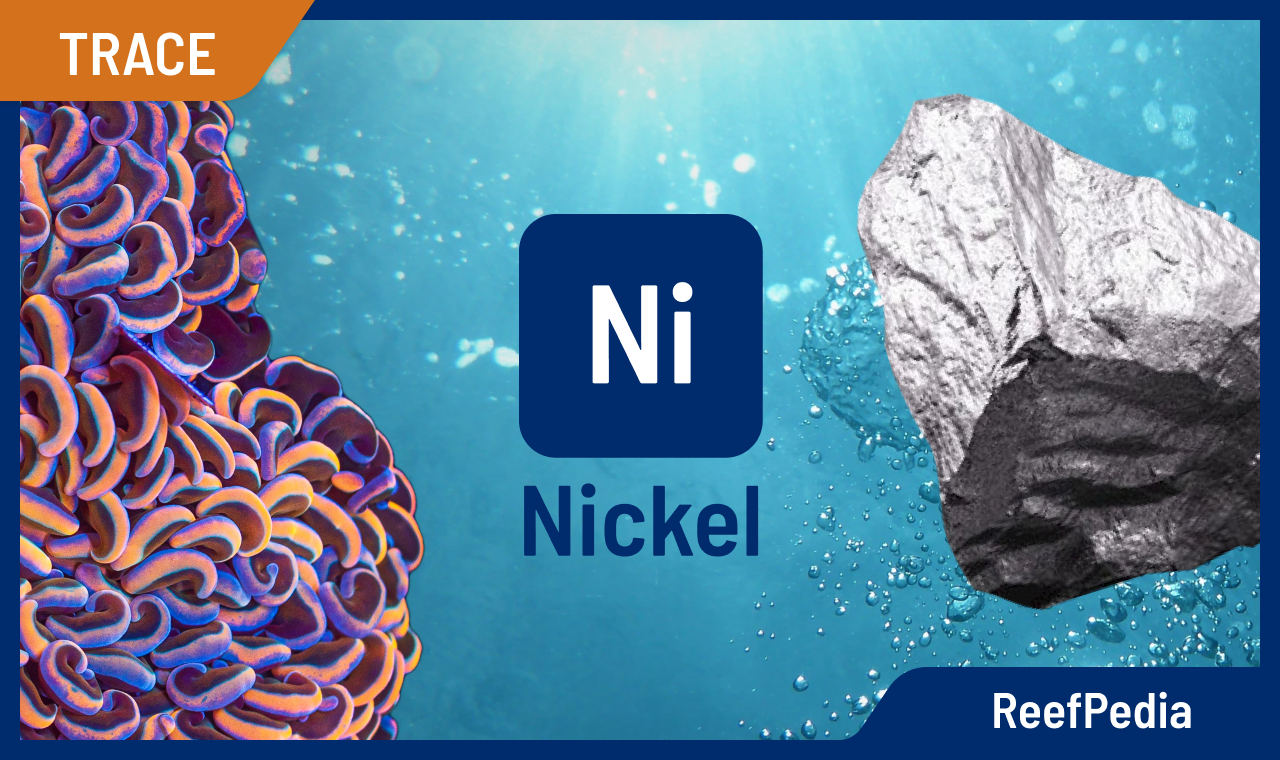 Nickel in marine aquarium and its importance