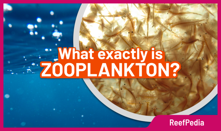 What exactly is ZOOPLANKTON?