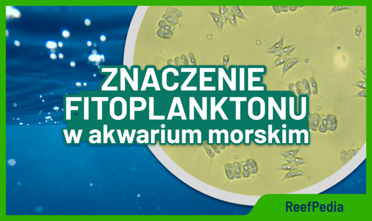 Znaczenie fitoplanktonu w akwarium morskim - artykuł na Reefpedia.org