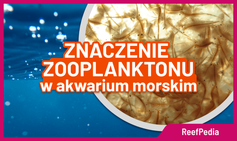 Znaczenie zooplanktonu w akwarium morskim - artykuł na Reefpedia.org