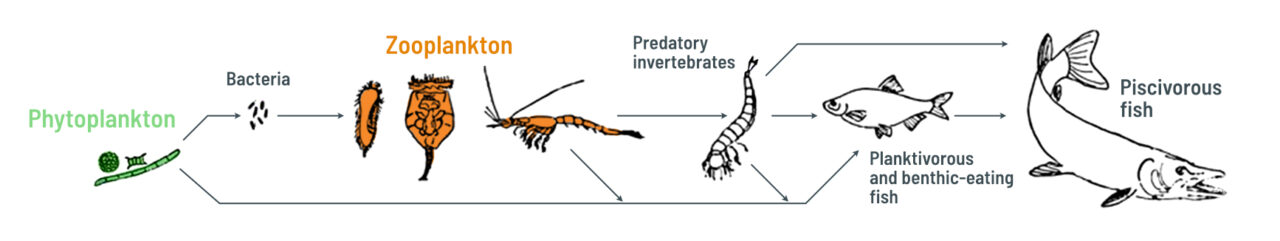 food chain