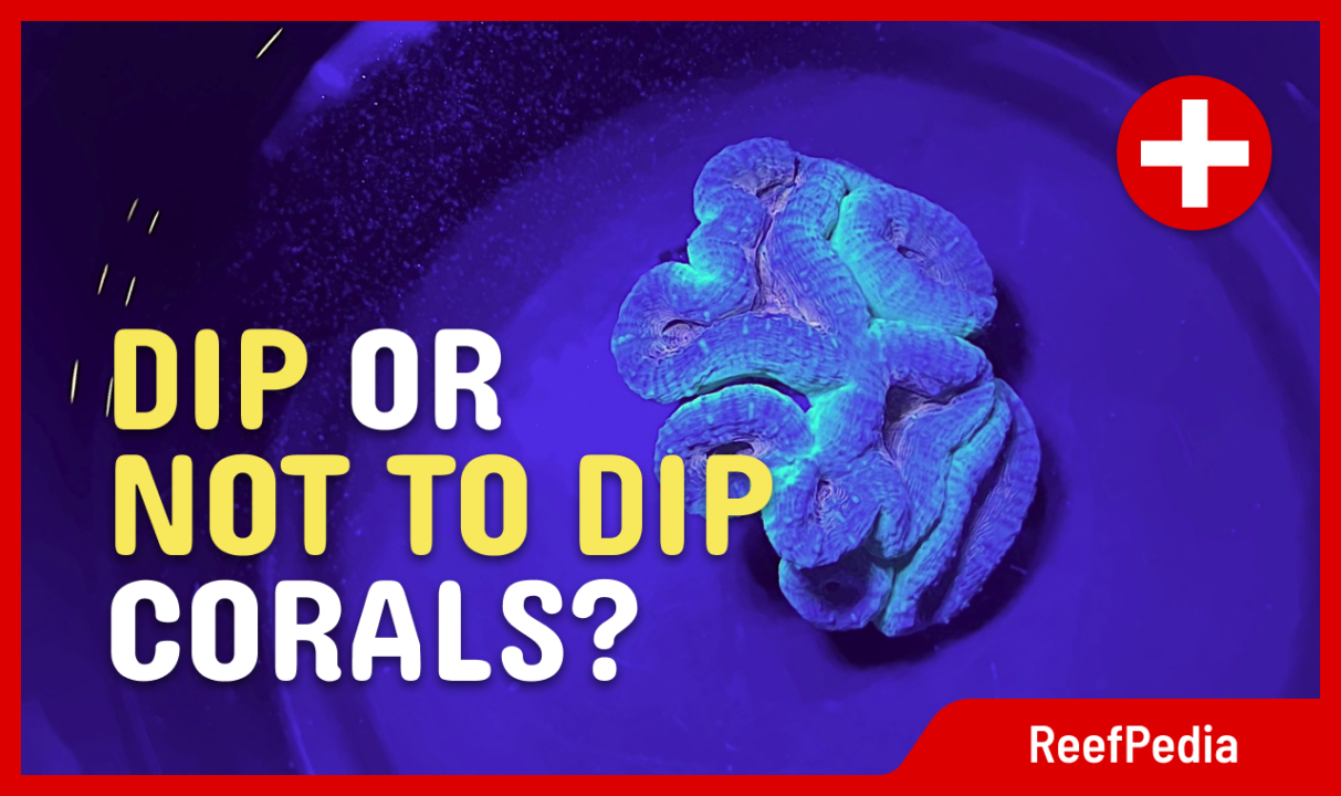 To dip corals or not to dip?