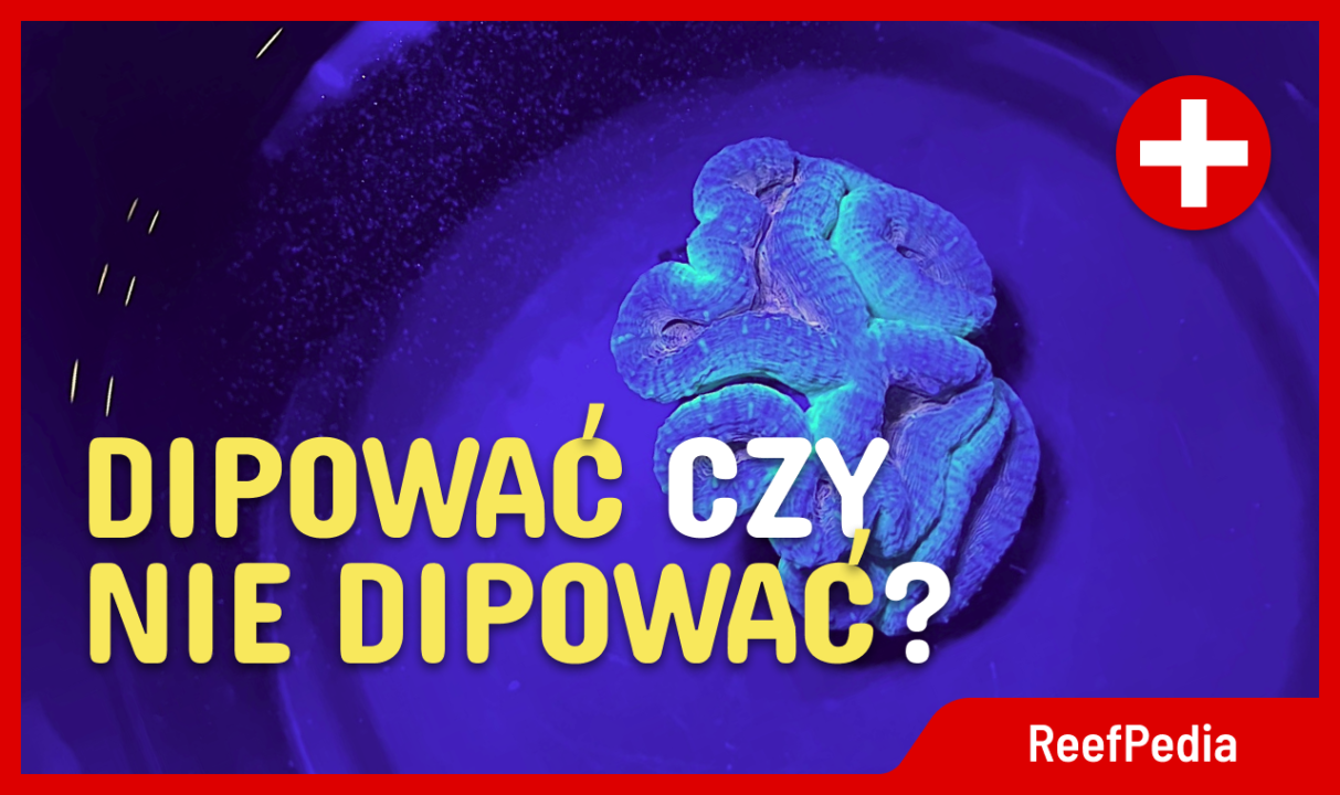 Czy warto dipować koralowce?