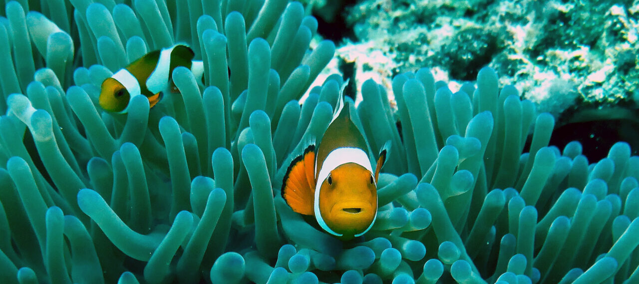 A clownfish living in ananemone