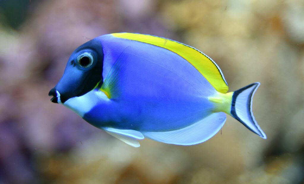 Tangs - Acanthurus leucosternon