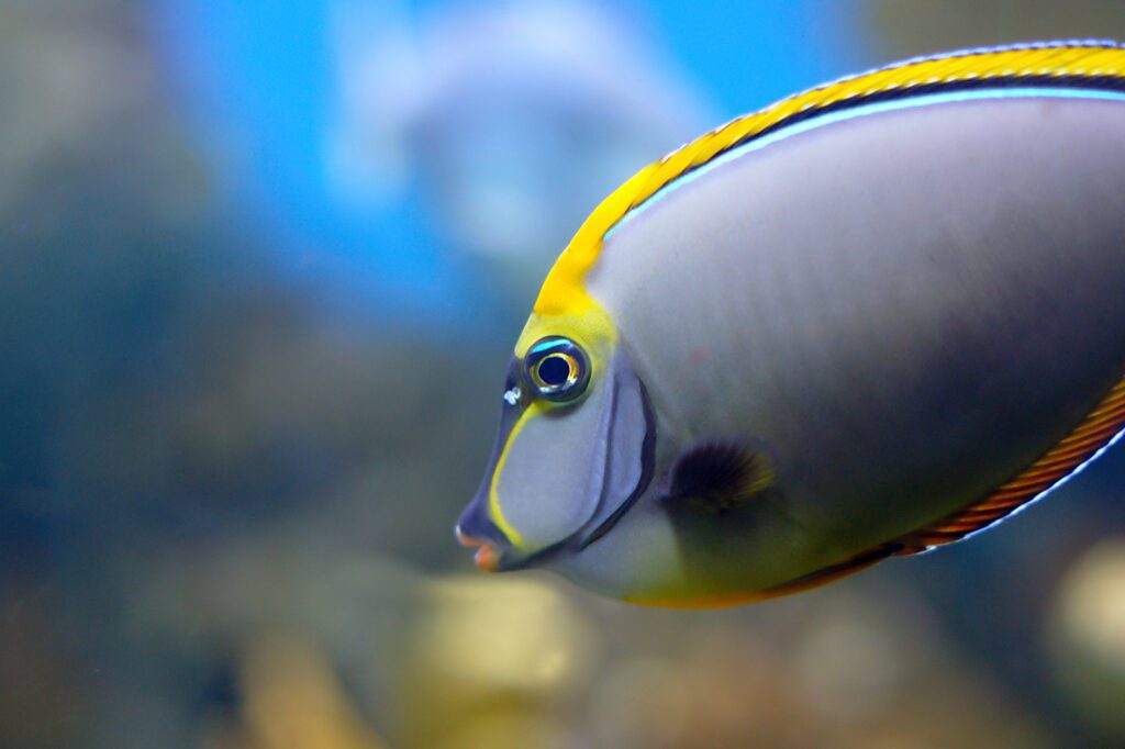 Tangs - Naso elegans