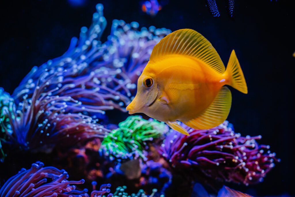 Tangs - Zebrasoma flavescens