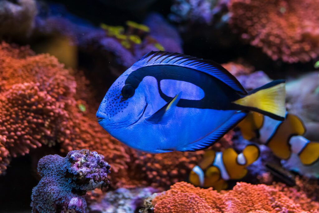 Tangs - Paracanthurus hepatus