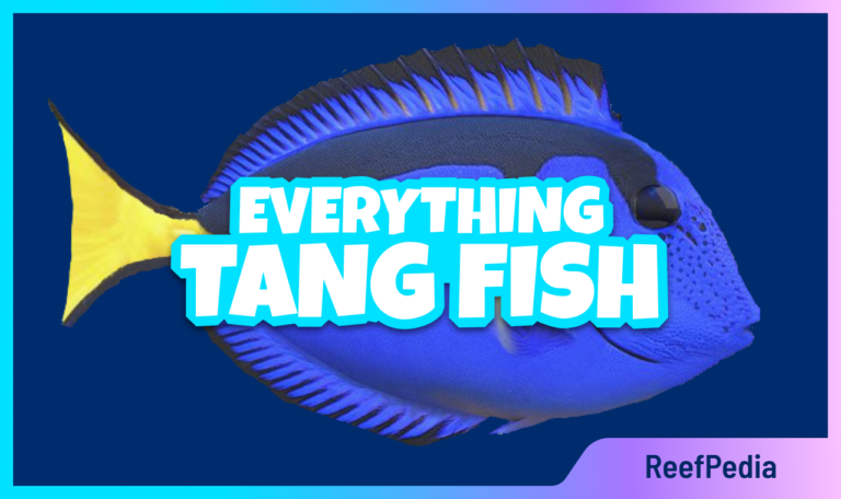 All about: Tang fish