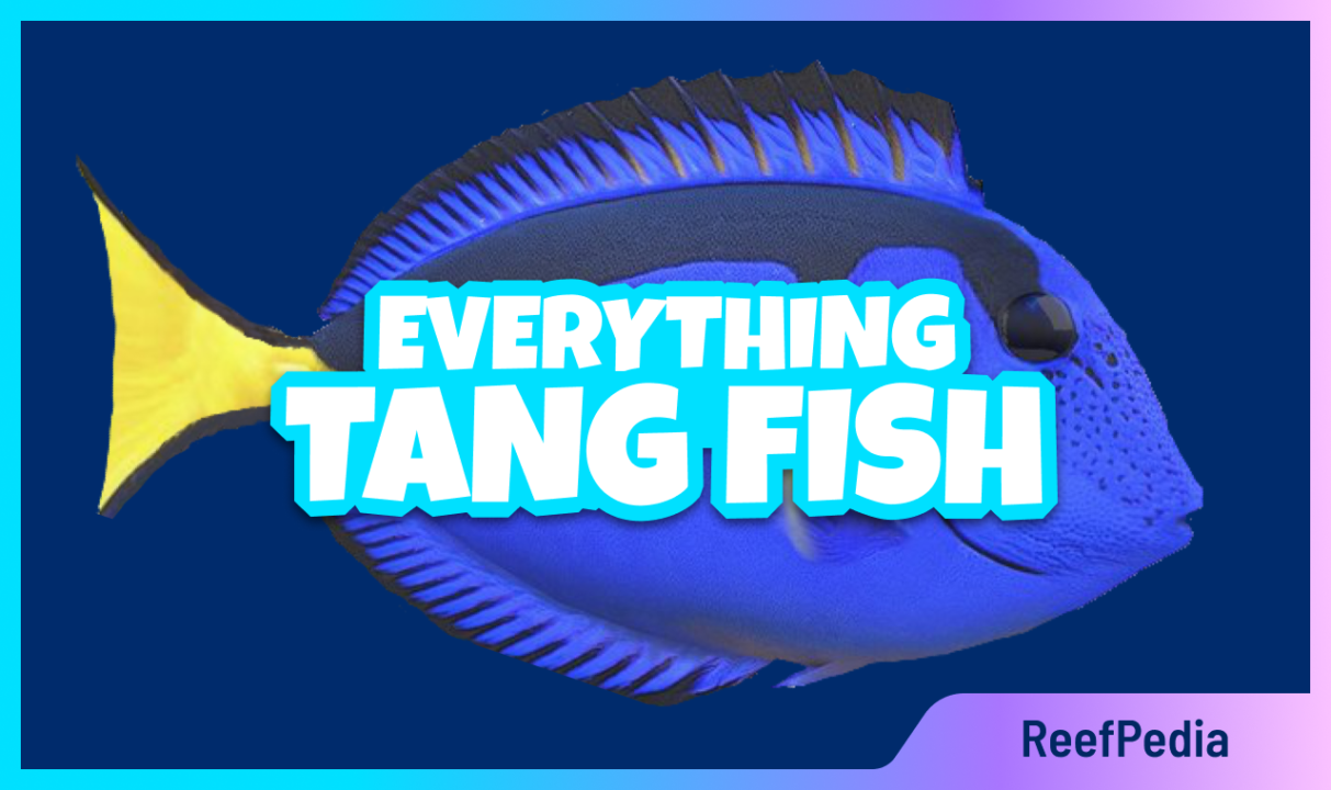 Tangs – Everything you need to know - BANNER