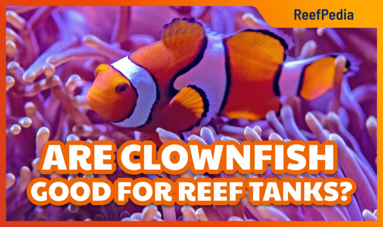Are Clownfish Good for Reef Tanks?