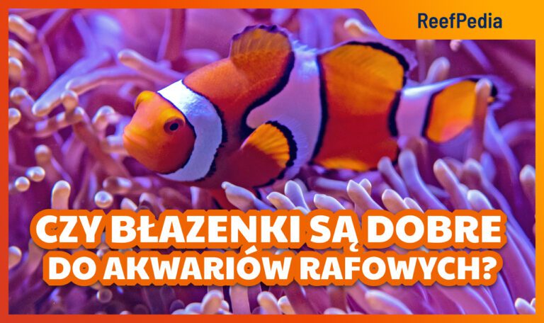 Czy błazenki są dobre do akwariów rafowych?