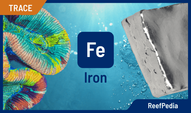 Iron in marine aquarium and its importance